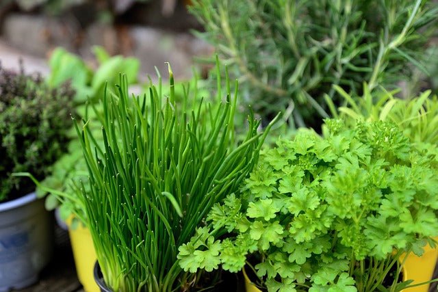 Le 7 migliori piante per iniziare un giardino di erbe aromatiche – SINFONIE  BOTANICHE