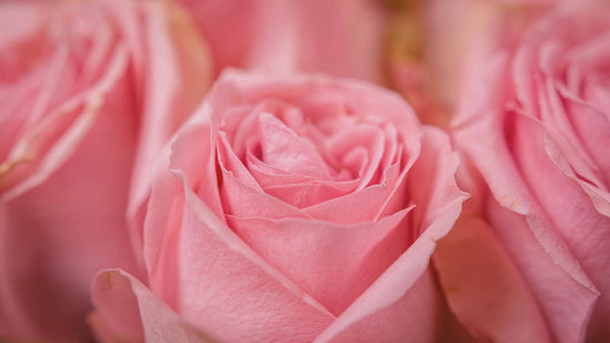 La rosa, regina di tutti i fiori: i suoi molteplici profumi | SINFONIE BOTANICHE