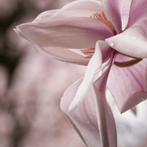Diffusore Magnolia Fiorita - Sinfonie Botaniche